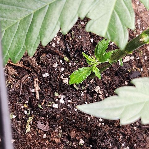 BB- G13 growlog timeline photo