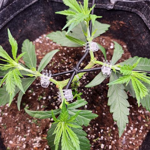 BB- G13 growlog timeline photo