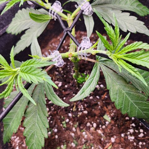 BB- G13 growlog timeline photo