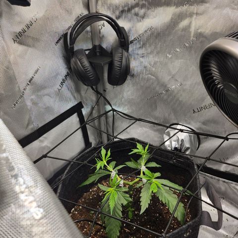 BB- G13 growlog timeline photo