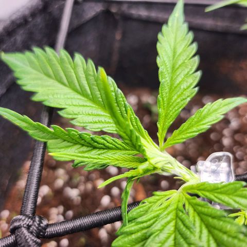 BB- G13 growlog timeline photo