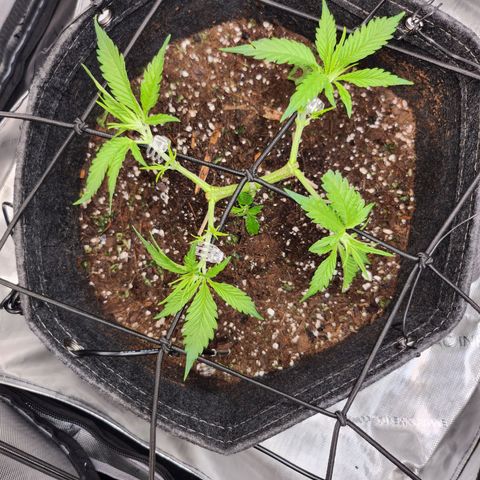BB- G13 growlog timeline photo