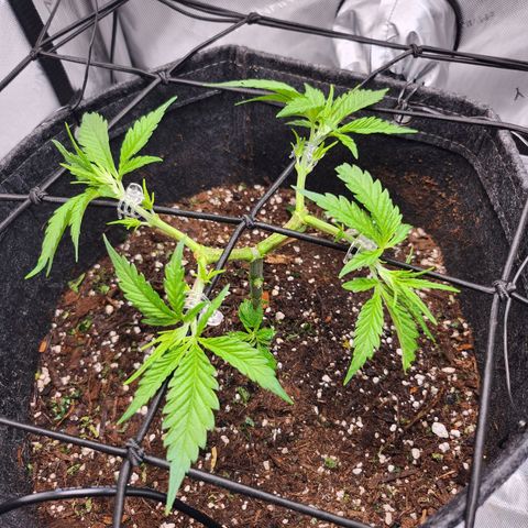 BB- G13 growlog timeline photo