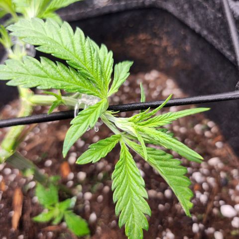 BB- G13 growlog timeline photo