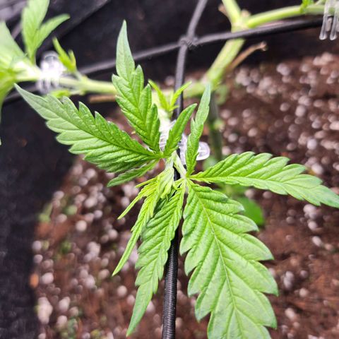 BB- G13 growlog timeline photo