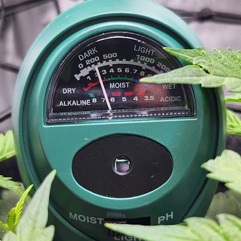 BB- G13 growlog photo: Light and soil moisture/ph read