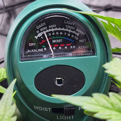 BB- G13 growlog photo: Light and soil moisture/ph read