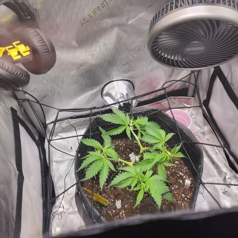 BB- G13 growlog timeline photo