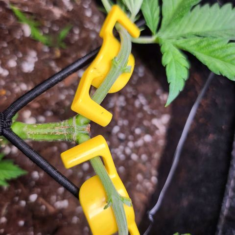 BB- G13 growlog timeline photo