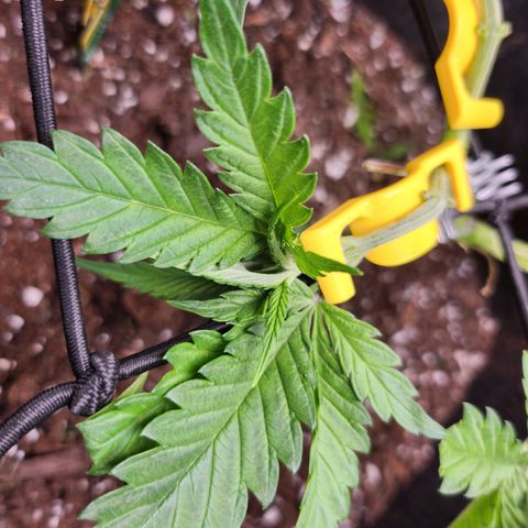 BB- G13 growlog timeline photo