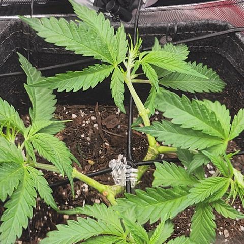 BB- G13 growlog timeline photo
