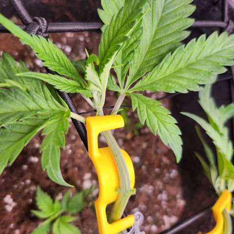 BB- G13 growlog timeline photo