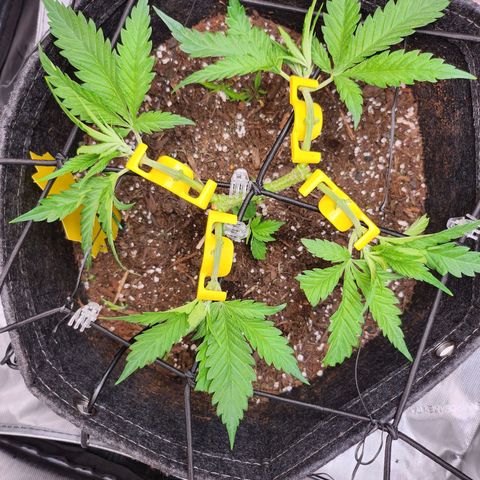 BB- G13 growlog timeline photo