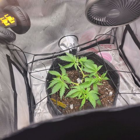 BB- G13 growlog timeline photo