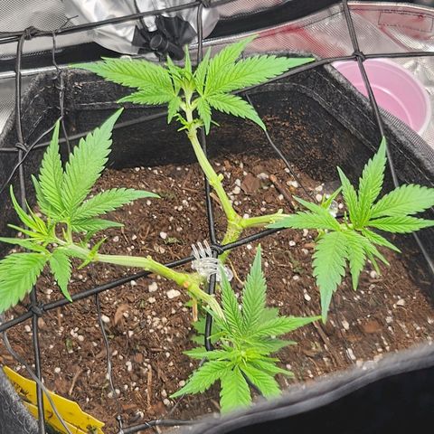 BB- G13 growlog timeline photo