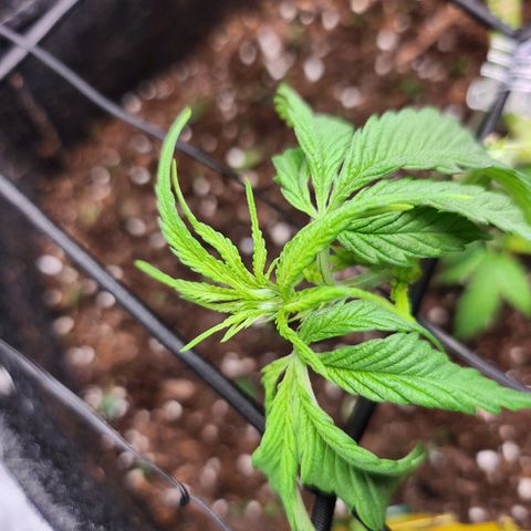 BB- G13 growlog timeline photo