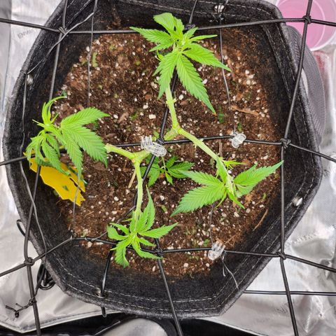 BB- G13 growlog timeline photo