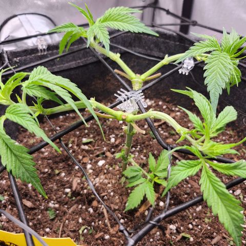 BB- G13 growlog timeline photo