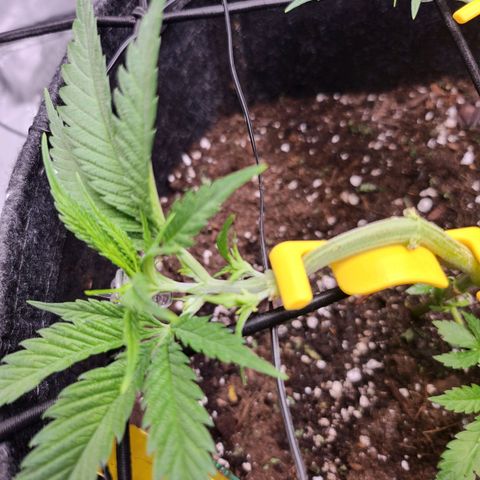 BB- G13 growlog timeline photo