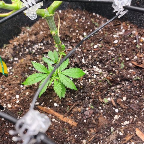 BB- G13 growlog timeline photo