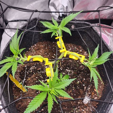 BB- G13 growlog timeline photo
