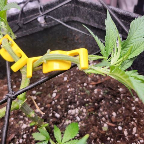 BB- G13 growlog timeline photo