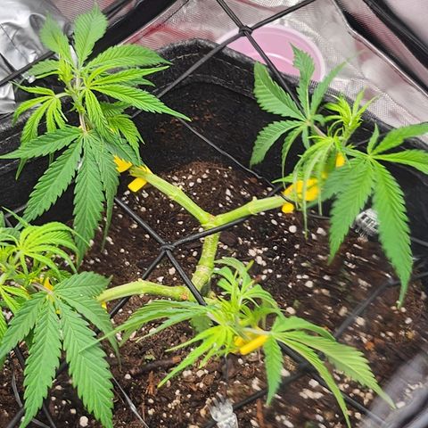BB- G13 growlog timeline photo