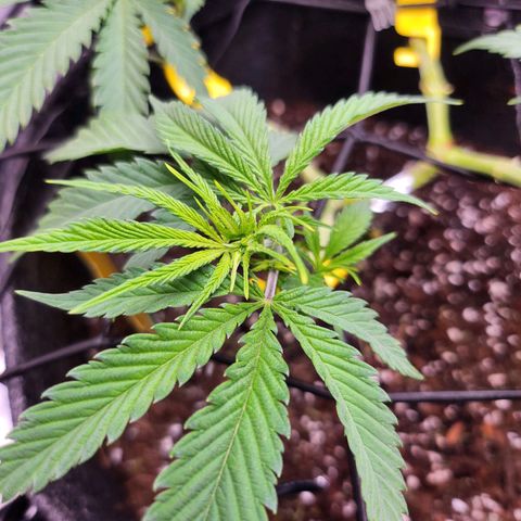 BB- G13 growlog timeline photo