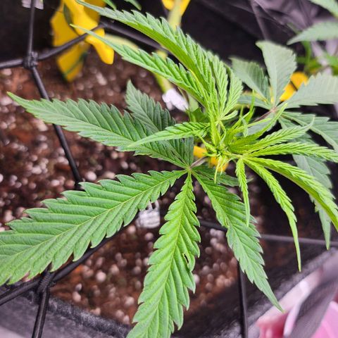 BB- G13 growlog timeline photo