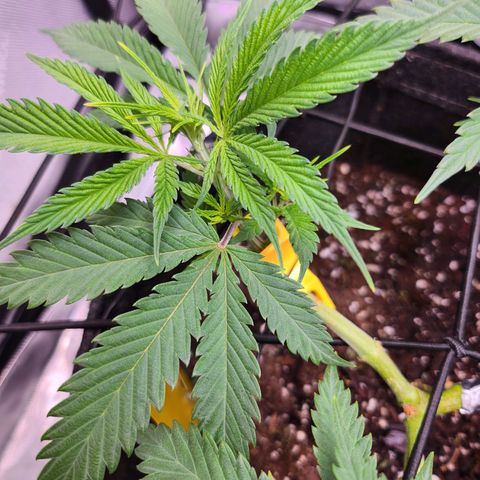 BB- G13 growlog timeline photo