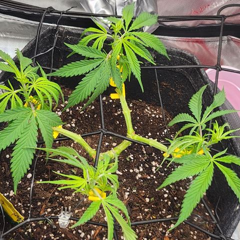 BB- G13 growlog timeline photo