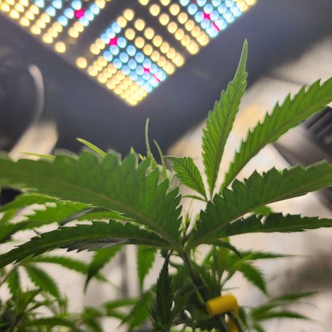 BB- G13 growlog timeline photo