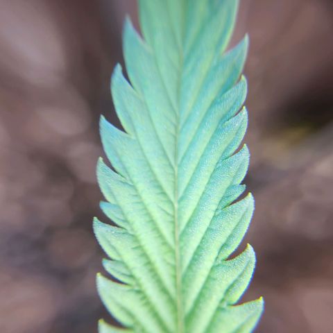 BB- G13 growlog timeline photo