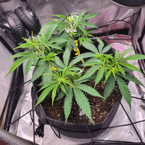 BB- G13 growlog timeline photo