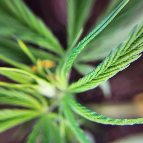 BB- G13 growlog timeline photo
