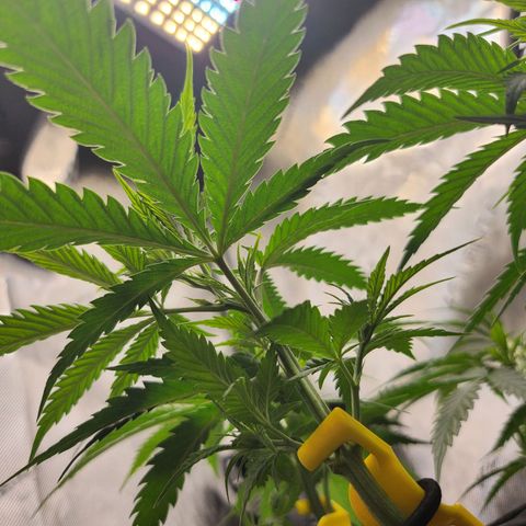 BB- G13 growlog timeline photo