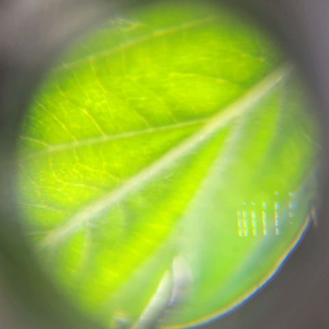 BB- G13 growlog timeline photo