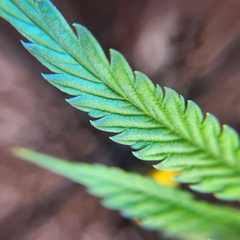 BB- G13 growlog timeline photo