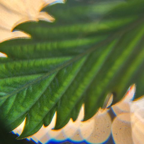 BB- G13 growlog timeline photo