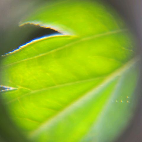 BB- G13 growlog timeline photo