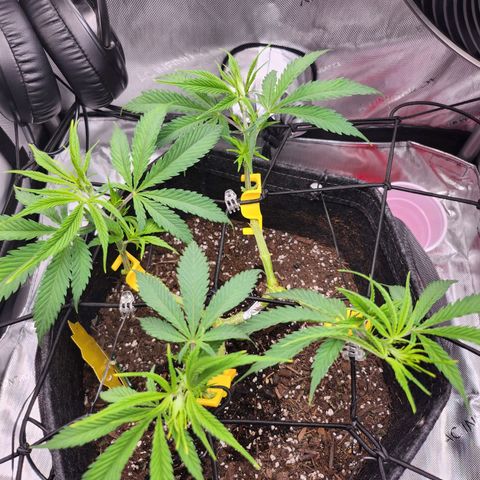 BB- G13 growlog timeline photo