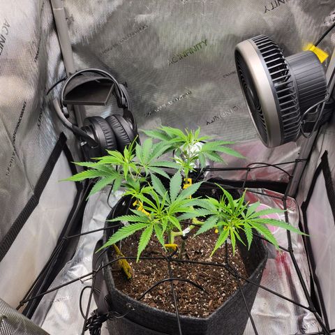 BB- G13 growlog timeline photo