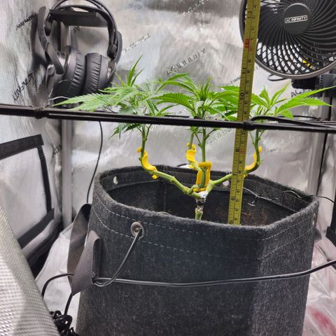 BB- G13 growlog timeline photo