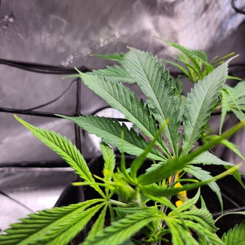 BB- G13 growlog timeline photo