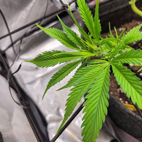 BB- G13 growlog timeline photo