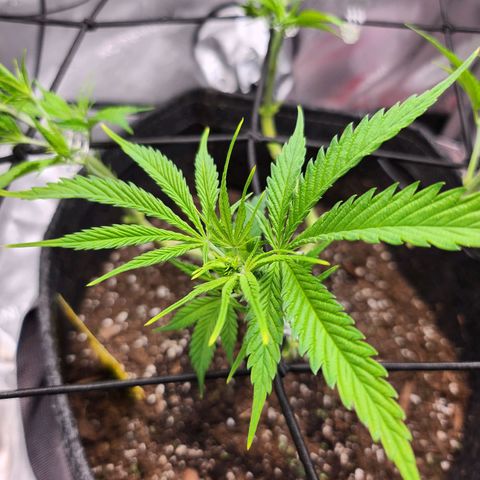 BB- G13 growlog timeline photo