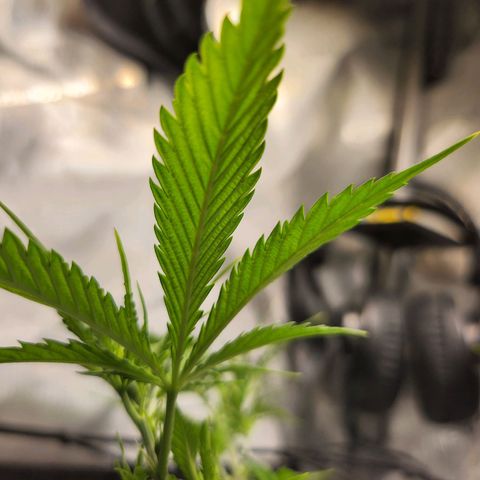 BB- G13 growlog timeline photo