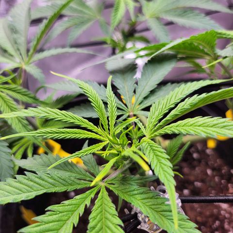 BB- G13 growlog timeline photo