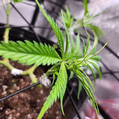 BB- G13 growlog timeline photo