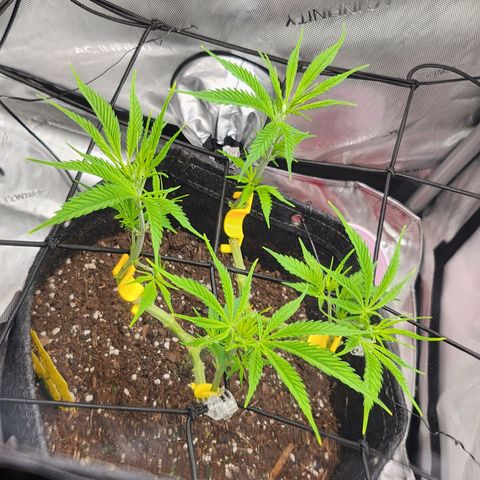 BB- G13 growlog timeline photo